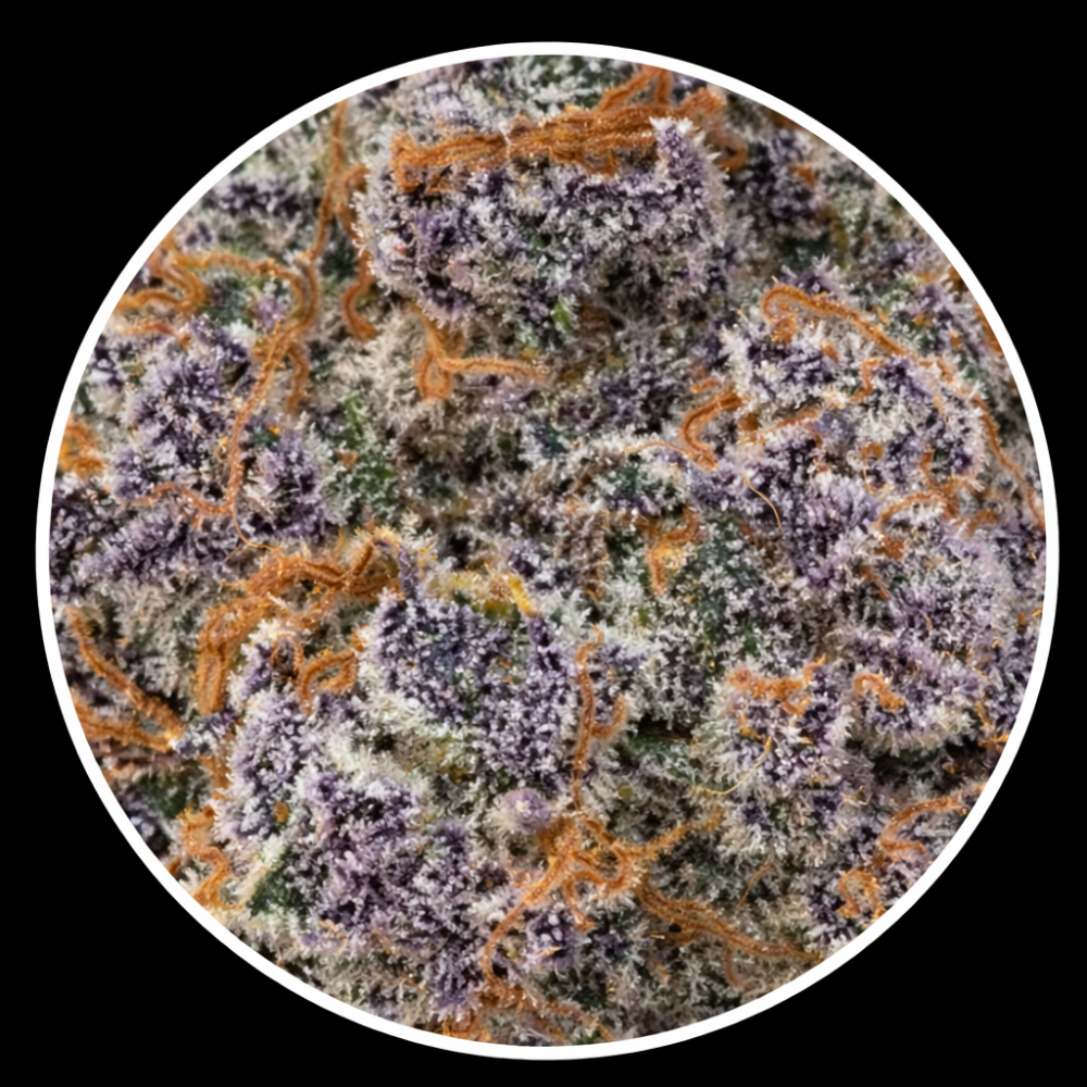 GLITTERBOMB